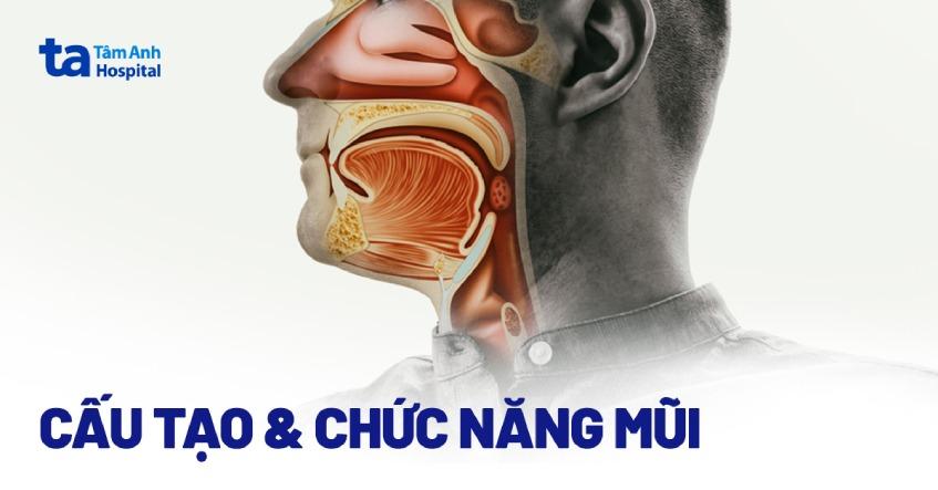 cấu tạo mũi