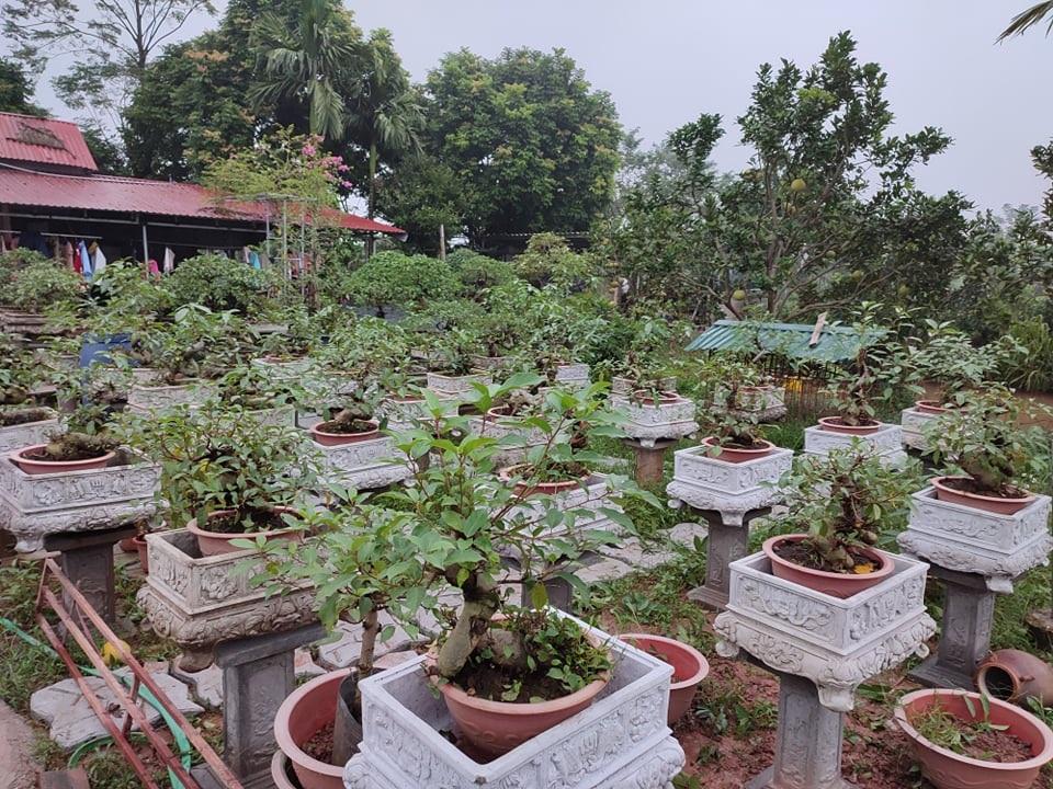 Trồng sung bonsai thế độc lạ, anh công nhân làm không đủ bán - 1