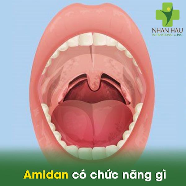 Amidan có chức năng gì