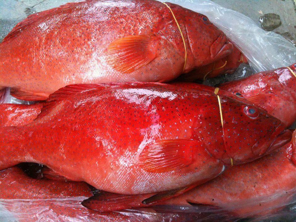 Cá mú đỏ có giá bán khá cao tại thị trường Việt.