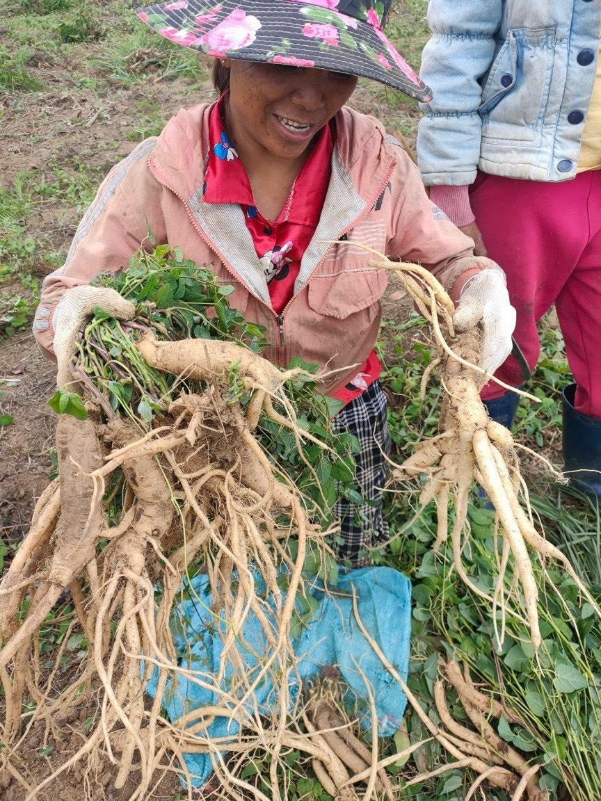 Sâm dây Ngọc Linh Kon Tum - loài sâm quý vùng Ngọc Linh