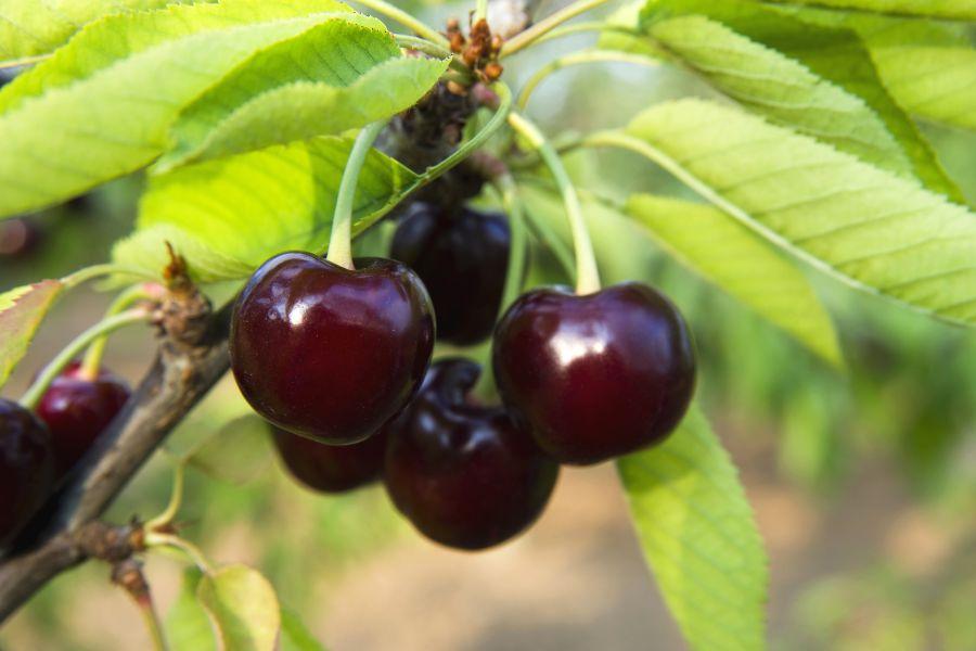 Cherry có tên khoa học là Prunus pseudocerasus, hay còn được gọi là quả anh đào.