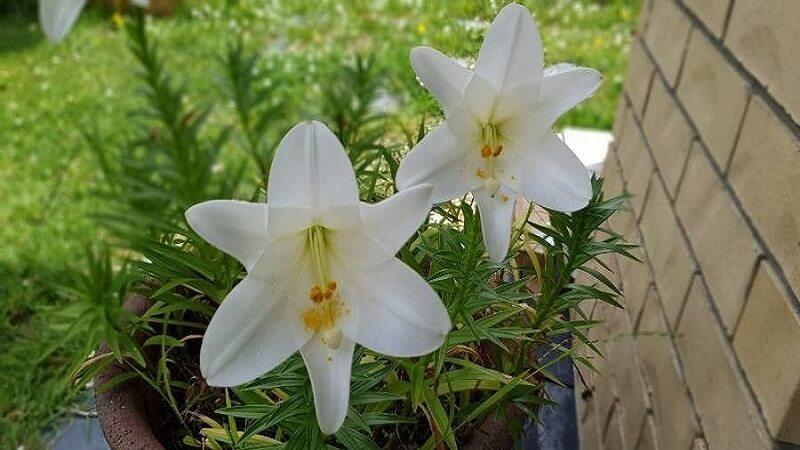 Hoa bách hợp là loài hoa lưỡng tính, thân thảo, có chiều cao khoảng 0.5 đến 1m