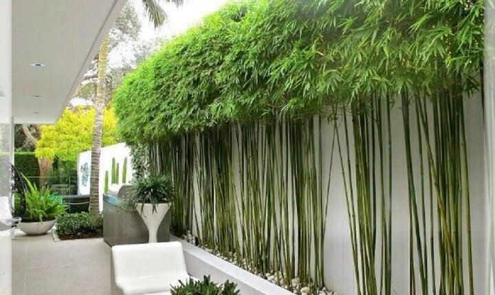 Có nên trồng cây trúc trước nhà?