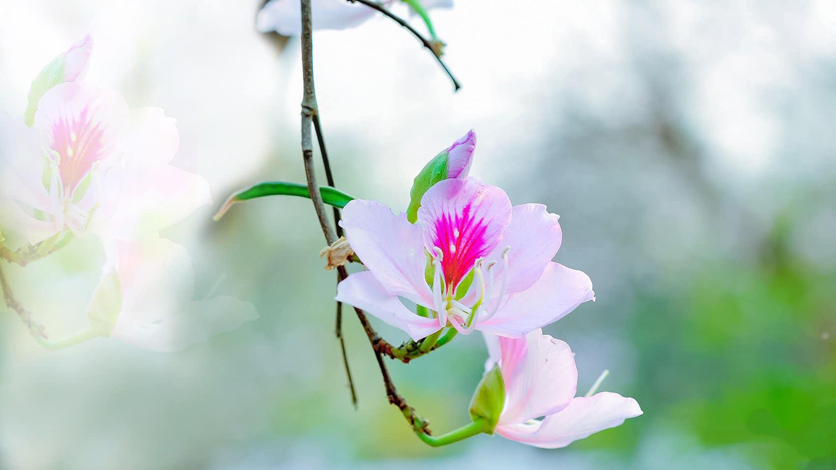 Hoa ban - Loài hoa đi từ huyền thoại vào đời sống - Đài Phát thanh và Truyền hình Điện Biên