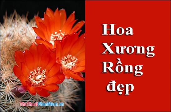 Sắc màu Hoa Xương Rồng - Kho ảnh đẹp khó cưỡng