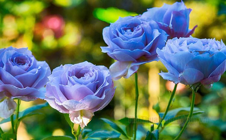 Hình nền hoa hồng xanh đẹp đến tuyệt vời