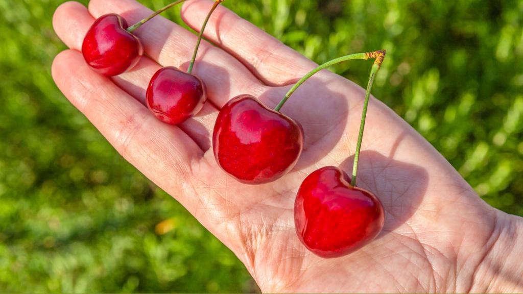 Phân biệt cherry Mỹ và Trung Quốc Kingfoodmart