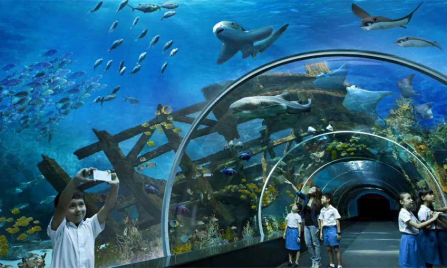 sea aquarium singapore