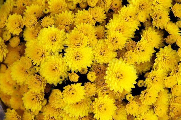 Ý nghĩa hoa cúc vàng – Sắc vàng nồng ấm đem đến nhiều điều tốt lành