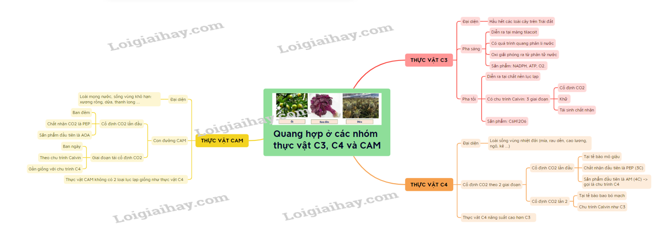 Lý thuyết quang hợp ở thực vật C3, C4 và CAM sinh học 11