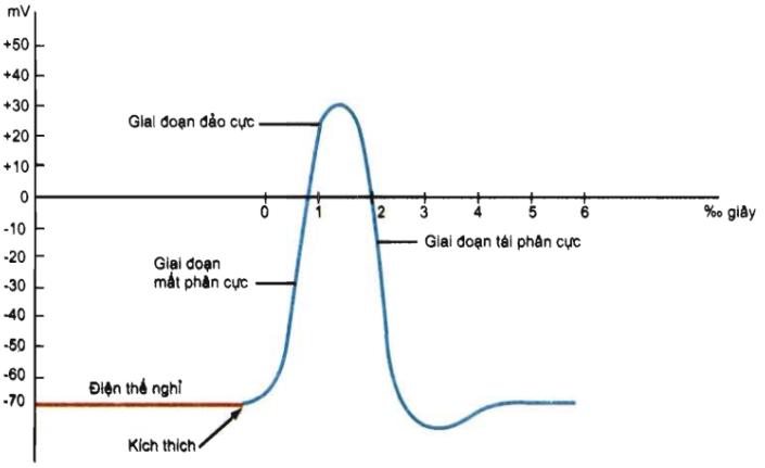 Lý thuyết Điện thế hoạt động và sự lan truyền xung thần kinh | Sinh học lớp 11 (ảnh 1)