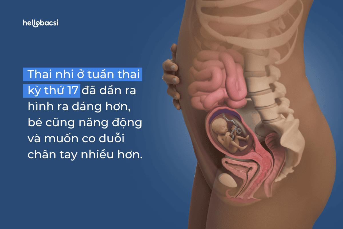 Thai nhi 17 tuần phát triển như thế nào? Những lưu ý dành cho mẹ