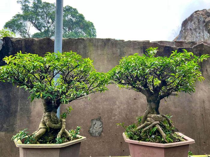 Mai chiếu thủy bonsai