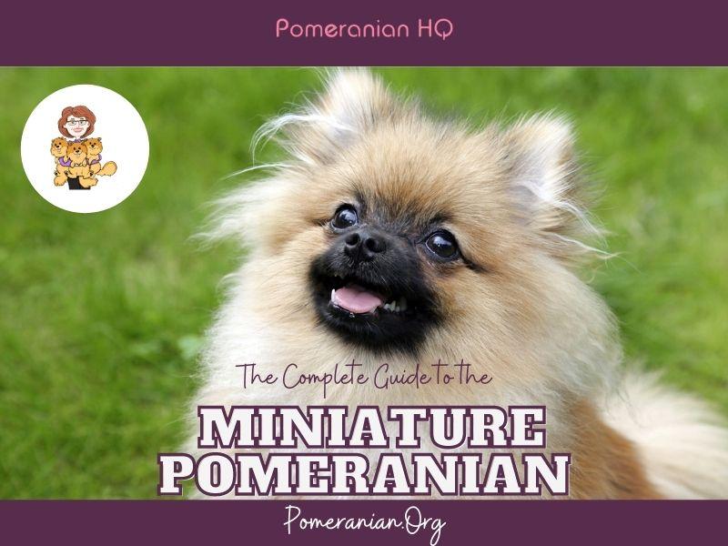 Miniature Pomeranian